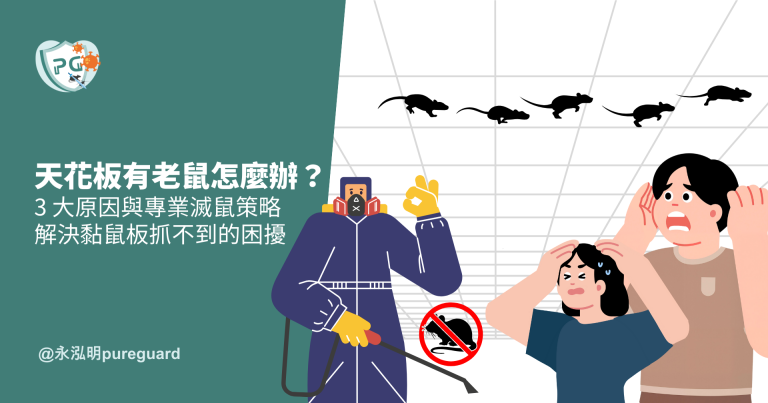 天花板有老鼠怎麼辦?為什麼黏鼠板抓不到?專家破解 3 大原因