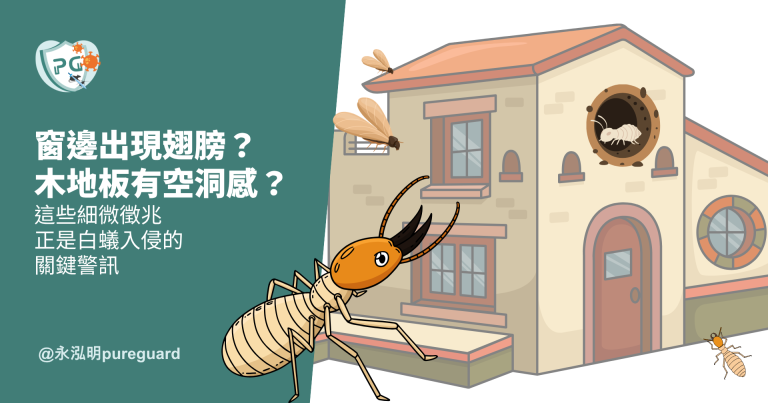 台北白蟻入侵警訊 — 窗邊翅膀與地板空洞感辨識指南