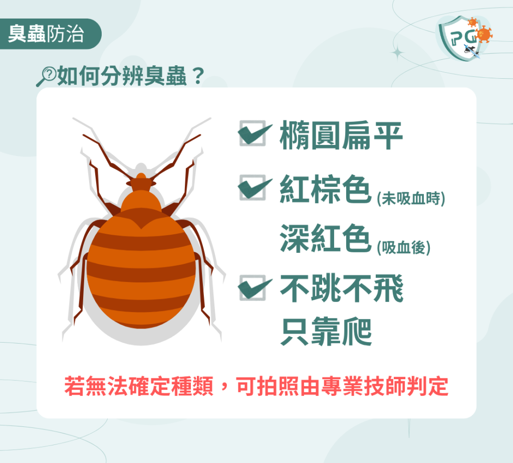 臭蟲長什麼樣子