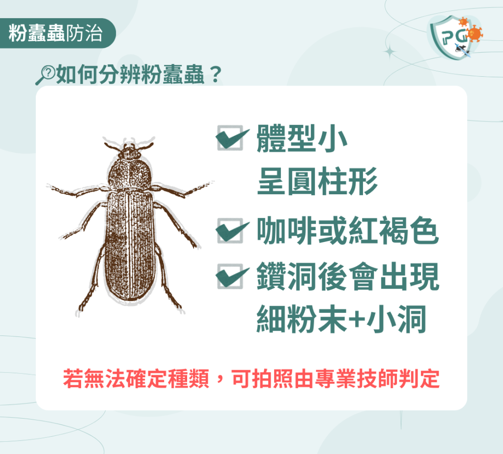 如何分辨粉蠹蟲?