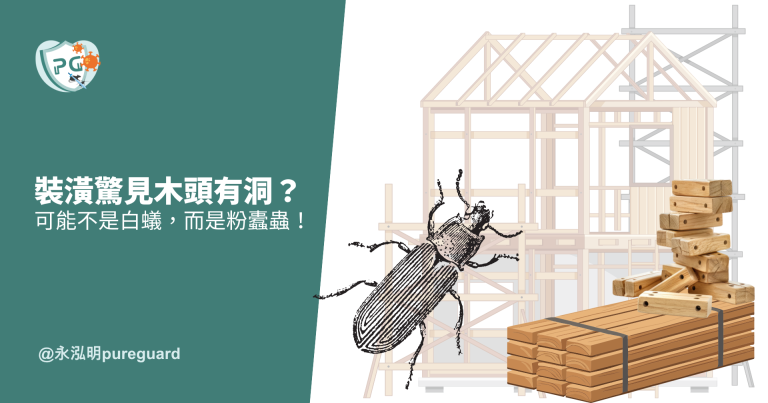 粉蠹蟲防治|木頭有洞、木屑不斷?別誤認白蟻|永泓明