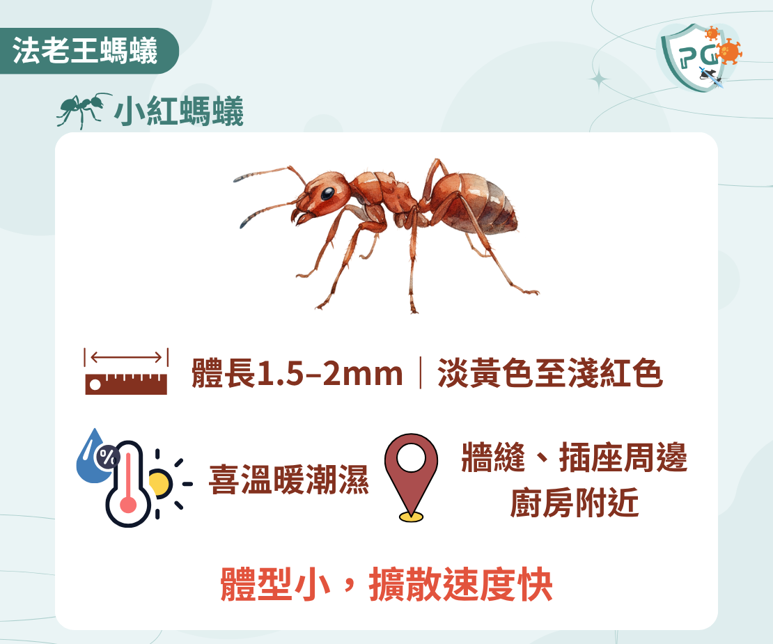 螞蟻防治｜常見家蟻｜法老王螞蟻