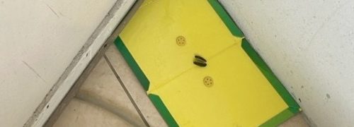 自行放置黏鼠板無效：老鼠產生警覺性且未封鎖源頭，導致鼠患越抓越嚴重